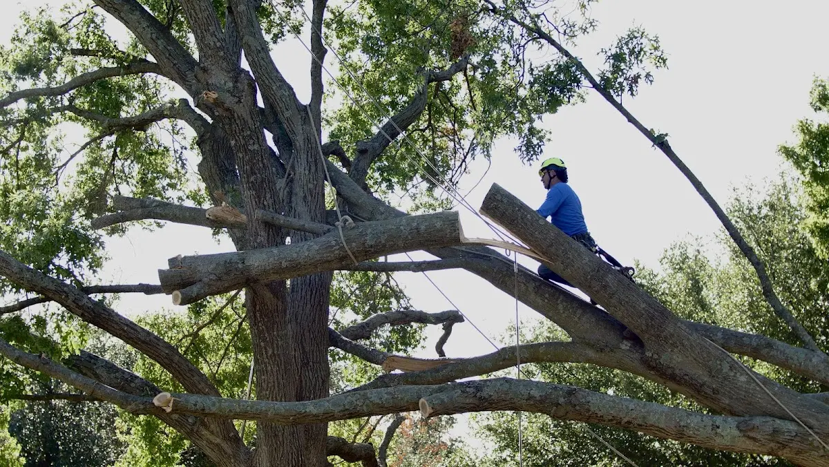 Professional Hazardous Tree Removal performed by certified arborists in Poynor